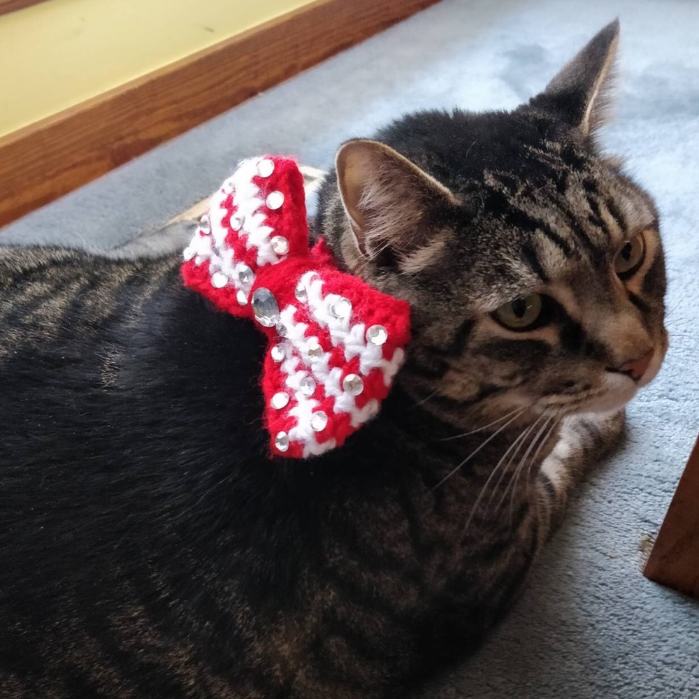 ⭐️ Bowties For Dogs and Cats - Picture 4 of 6